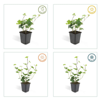 Buitenplant 48x Hedera Hibernica - Groenblijvend - Pot Ø 9cm Hoogte ↕ 10-25cm