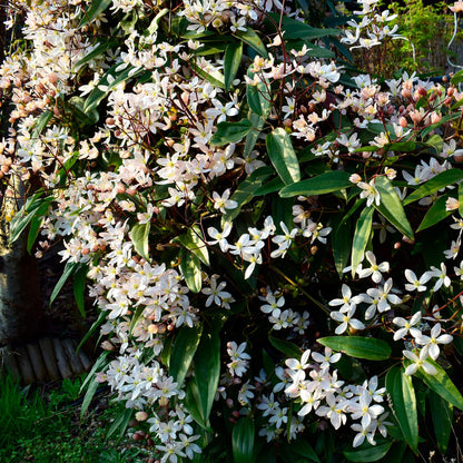 Buitenplant - Clematis armandii - Klimplant Wit - Groenblijvend - Pot Ø 11cm Hoogte ↕ 40cm