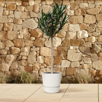Buitenplant - Nerium Oleander op stam - Roze bloem - Pot Ø 30cm Hoogte ↕ 170cm