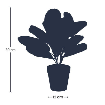 Kunstplant - Maranta Groen - In zwarte pot - 30cm