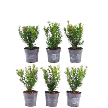 Buitenplant 6x Taxus media 'Farmen' - Haagplant Winterhard - Hoogte ↕ 100cm