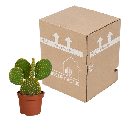Kamerplant - Opuntia Microdasys - Ø 12cm