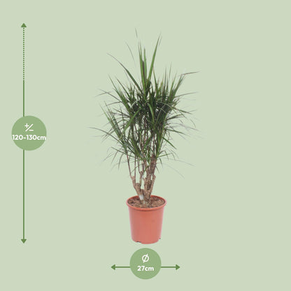 XL kamerplant - Dracaena Marginata - Pot Ø 27cm Hoogte ↕ 130cm