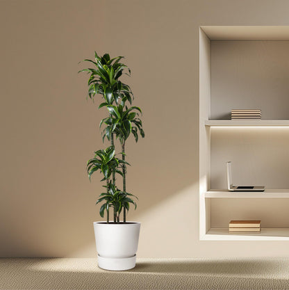 XL kamerplant - Dracaena Dorado - Pot Ø 27cm Hoogte ↕ 170cm
