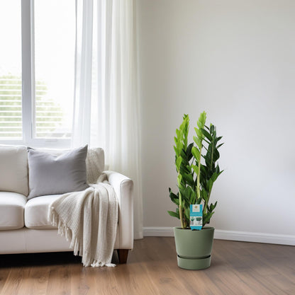 Kamerplant - Zamioculcas zamiifolia - Pot Ø 17cm Hoogte ↕ 65cm