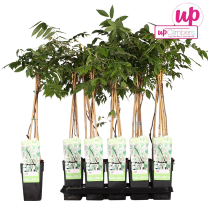 Buitenplant - Wisteria floribunda Alba - Bloeiend - Pot Ø 15cm Hoogte ↕ 65cm