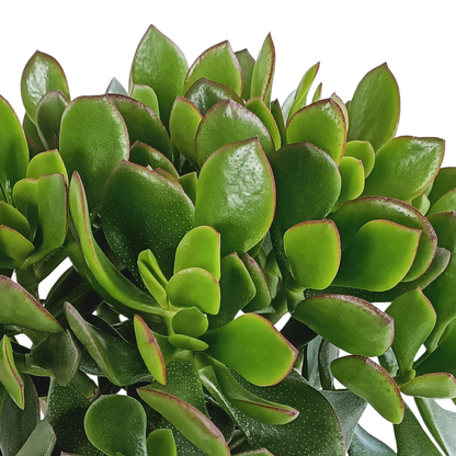 Kamerplant - Crassula Minova - Pot Ø 17cm
