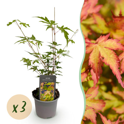 Buitenplant 3x Acer palmatum Sangokaku - Pot Ø 12cm Hoogte ↕ 35cm