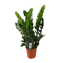 Kamerplant - Zamioculcas Zamiifolia - Pot Ø 21cm Hoogte ↕ 80cm