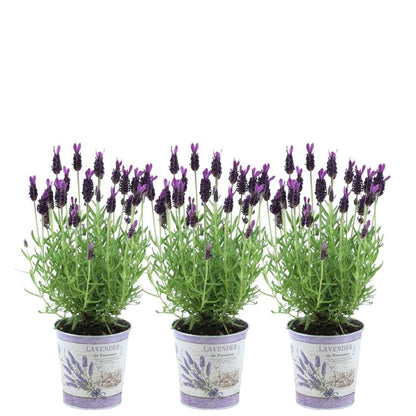 Buitenplant 3x Lavandula stoechas Anouk® - Bloeiend - Pot Ø 13cm Hoogte ↕ 25cm
