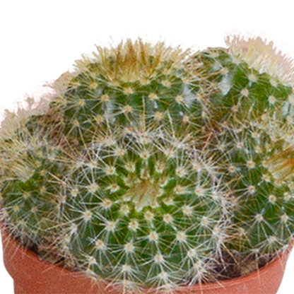 Kamerplant 10x Cactus Mix - Zonder pot - Pot Ø 5.5cm