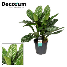 Kamerplant - Aglaonema Stripes - Pot Ø 21cm Hoogte ↕ 80cm