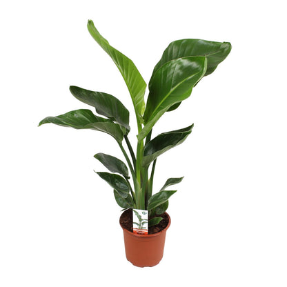 Kamerplant - Strelitzia Nicolai - Hoogte ↕ 35-250cm