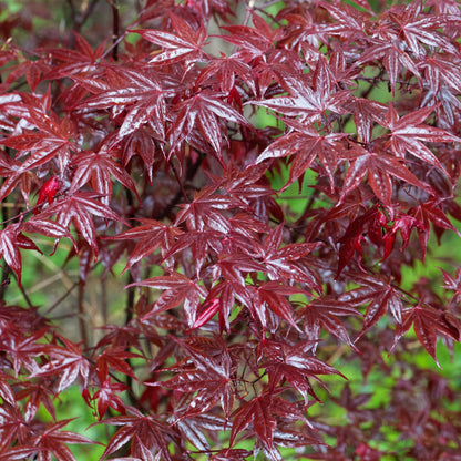 Buitenplant 2x Acer palmatum 'Bloodgood' - Bladverliezend - Pot Ø 19cm Hoogte ↕ 70cm