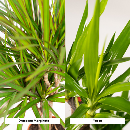 Kamerplanten - Dracaena ↕ 70cm + Yucca ↕ 90cm - Pot Ø 17cm