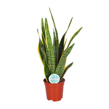 Kamerplant - Sansevieria Trifasciata Laurentii - Pot Ø 17cm Hoogte ↕ 60cm