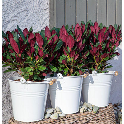 Buitenplant - Rhododendron 'Wine & Roses' - Bloeiend - Pot Ø 13cm Hoogte ↕ 20cm