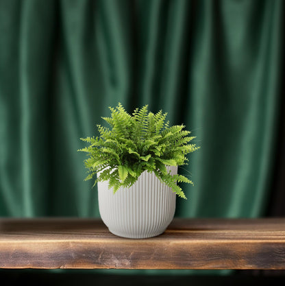 Kamerplant - Nephrolepis Boston Green Moment - Pot Ø 12cm Hoogte ↕ 20cm