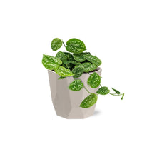 Kamerplant - Scindapsus Pictus 'Argyraeus' - Hangplant - Pot Ø 14cm