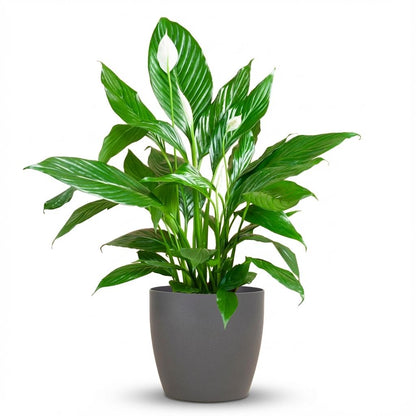 Kamerplant - Spathiphyllum - Inclusief grijze sierpot - Pot Ø 21cm Hoogte ↕ 80cm