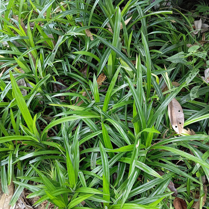 Buitenplant - Carex morrowii 'Irish Green' - Winterhard - Pot Ø 17cm Hoogte ↕ 50cm