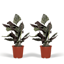 Kamerplant 2x Calathea Ornata - Pauwenplant - Pot Ø 14cm Hoogte ↕ 50cm