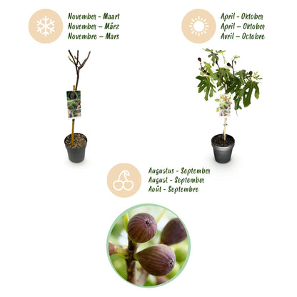 Buitenplant - Ficus carica Little Miss Figgy - Winterhard - Pot Ø 19cm Hoogte ↕ 90cm