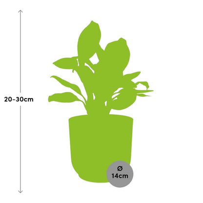 Kamerplant - Aglaonema Christina - Pot Ø 14cm