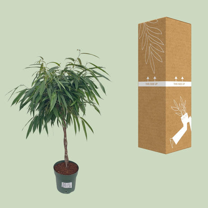 XL kamerplant - Ficus Alii Gevlochten - Pot Ø 27cm Hoogte ↕ 110cm
