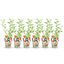 Buitenplant 6x Goji-bes Lycium barbarum - Winterhard - Pot Ø 9cm