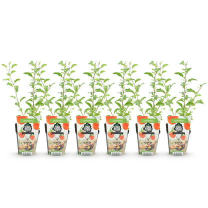 Buitenplant 6x Goji-bes Lycium barbarum - Winterhard - Pot Ø 9cm