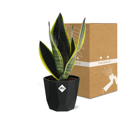 Kamerplant - Sansevieria Futura Superba - Pot Ø 14cm