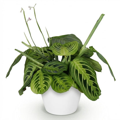 Kamerplant - Maranta Fascinator Lemon Lime - Gebedsplant - Pot Ø 12cm Hoogte ↕ 25cm