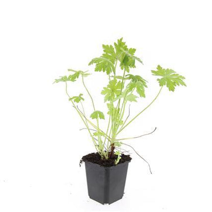 Buitenplant 24x Geranium macrorrhizum - Bloeiend - Pot Ø 9cm Hoogte ↕ 10-25cm