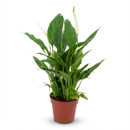Kamerplant - Spathiphyllum - Luchtzuiverend - Pot Ø 12cm Hoogte ↕ 35-40cm