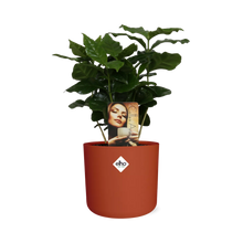 Kamerplant - Coffea Arabica - Pot Ø 14cm