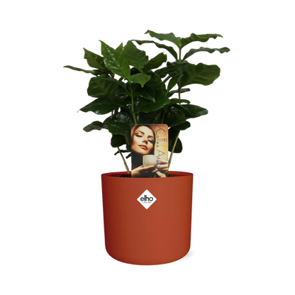 Kamerplant - Coffea Arabica - Pot Ø 14cm
