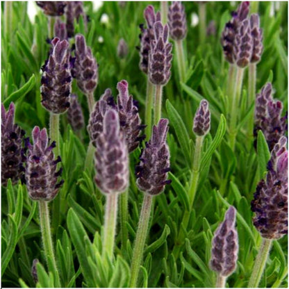 Buitenplant 24x Lavandula stoechas Anouk® - Bloeiend - Pot Ø 12cm Hoogte ↕ 25cm