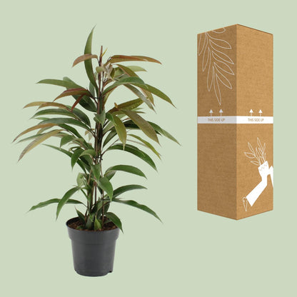Kamerplant - Ficus Binnendijkii Amstel King - Pot Ø 17cm Hoogte ↕ 70cm