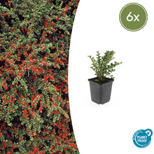 Buitenplant 6x Cotoneaster horizontalis - Pot Ø 9cm Hoogte ↕ 10-25cm