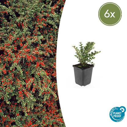 Buitenplant 6x Cotoneaster horizontalis - Pot Ø 9cm Hoogte ↕ 10-25cm