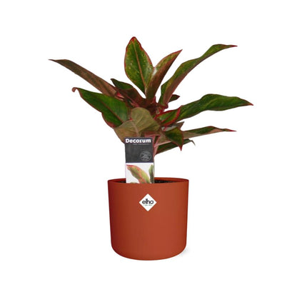 Kamerplant - Aglaonema Crete - Luchtzuiverend - Pot Ø 14cm