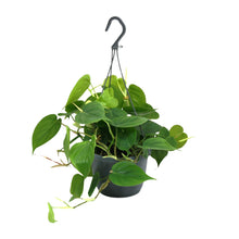 Kamerplant - Philodendron Scandens - Pot Ø 15cm Hoogte ↕ 35cm