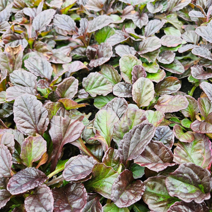Buitenplant 6x Ajuga reptans - Bloeiend - Pot klein Hoogte ↕ variabel