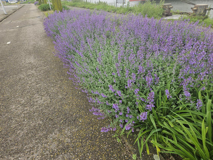 Buitenplant 60x Nepeta 'Walker's Low' - Bloeiend - Pot Ø 9cm Hoogte ↕ 10-25cm