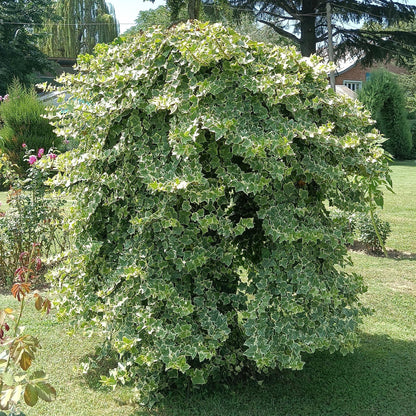 Buitenplant 2x Hedera helix 'Glacier' - Klimplant Bont Blad - Groenblijvend - Pot Ø 11cm Hoogte ↕ 40cm
