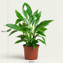 Kamerplant - Spathiphyllum (Lepelplant) - Bloeiend - Pot Ø 19cm Hoogte ↕ 70-80cm