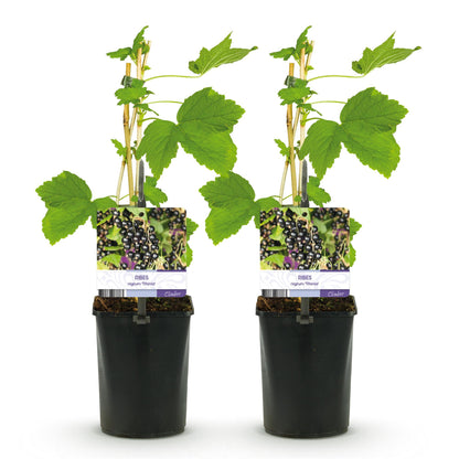Buitenplant 2x Ribes nigrum 'Titania' - Zwarte bes - Pot Ø 11cm Hoogte ↕ 40cm
