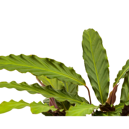 Kamerplant - Calathea Rufibarba - Pot Ø 27cm Hoogte ↕ 60-80cm