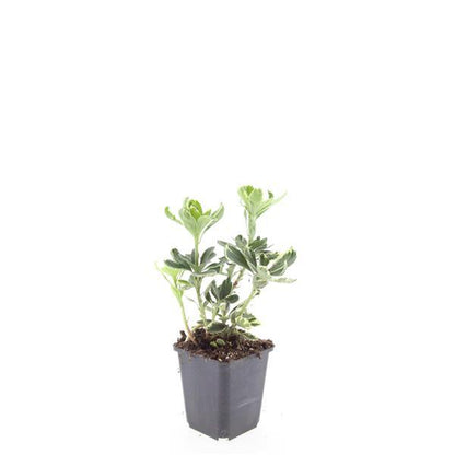 Buitenplant 24x Pachysandra terminalis 'Variegata' - Bodembedekker - Pot Ø 9cm Hoogte ↕ 10-25cm